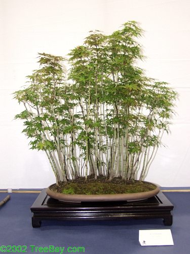 2002Betsuin 083_adj.jpg